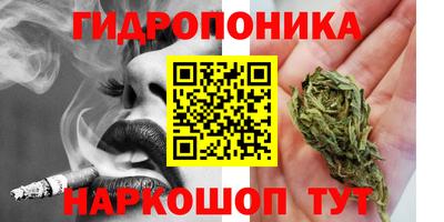 шишки Новодвинск
